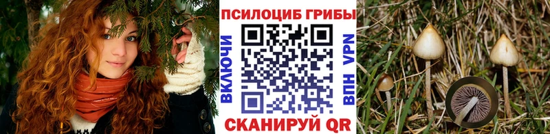 сайты даркнета какой сайт  закладка  Шацк  Галлюциногенные грибы мицелий 